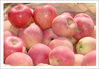 Fuji Apple (Fuji Apple)
