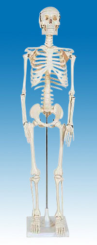  Medium Skeleton Model, 85cm Tall (Medium Skeleton Model, 85cm Tall)