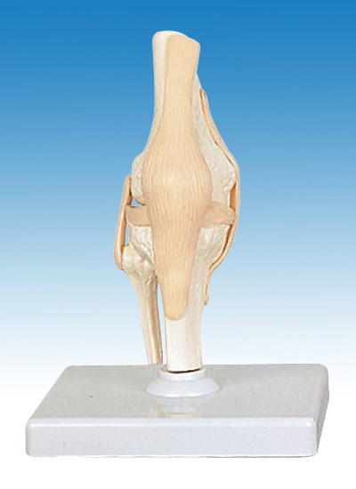  Human Elbow Joint Model (Человек локтевого сустава модели)