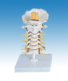  Human Cervical Spinal Column Model (Human Halswirbelsäule Model)