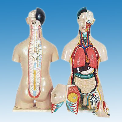  Human Male and Female Torso (Человек мужской и женский торс)