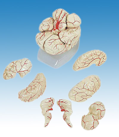  Human Brain with Arteries (Model) (Human Brain avec artères (Model))