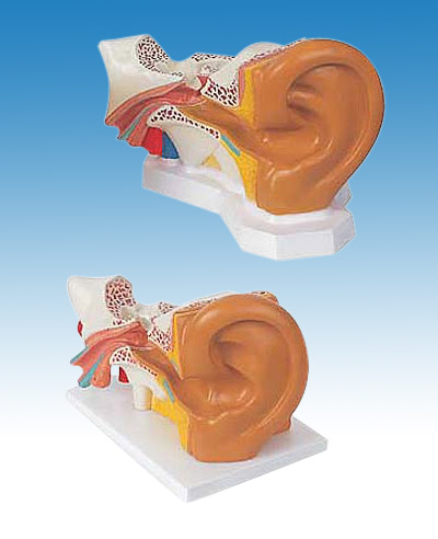  Human Ear Model (Модель человеческого уха)