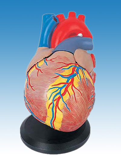 human heart labeled. Human Heart Model ( Human