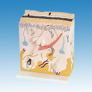  Human Skin Model (Modell menschlicher Haut)