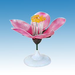  Peach Flower Model (Цветок персика модели)