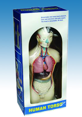  Miniature Human Male Torso (Miniatur Human Male Torso)