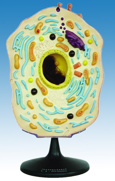  Model of Animal Cell (Модель животной клетки)