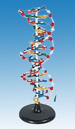  DNA Structure (Структура ДНК)