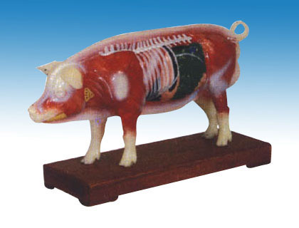  Pig Acupuncture Model (Свиньи акупунктуры модели)