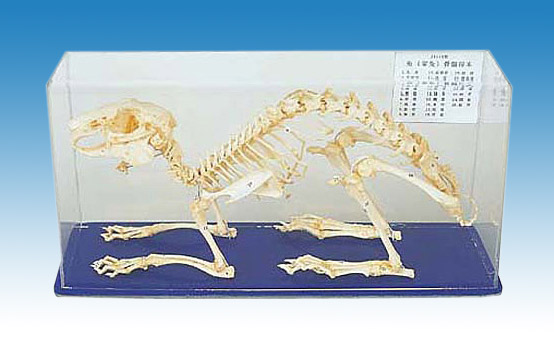 Rabbit Skeleton (Rabbit Skeleton)