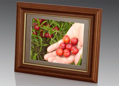  8" Digital Photo Frame ( 8" Digital Photo Frame)