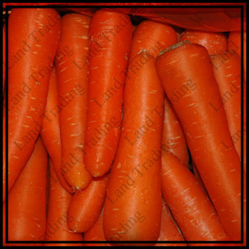  Carrot