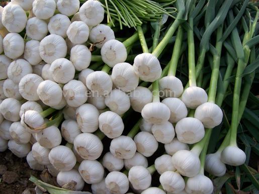  Pure White Garlic (Чистый белый чеснок)