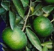  Citrus Aurantium Extracts: PMF, Synephrine, Citrus Limonin, Hesperidin (Citrus Aurantium Auszüge: PMF, Synephrine, Citrus Limonin, Hesperidin)
