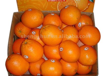  Navel Orange (Orange Navel)