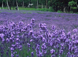  Lavender Oil (Lavendelöl)