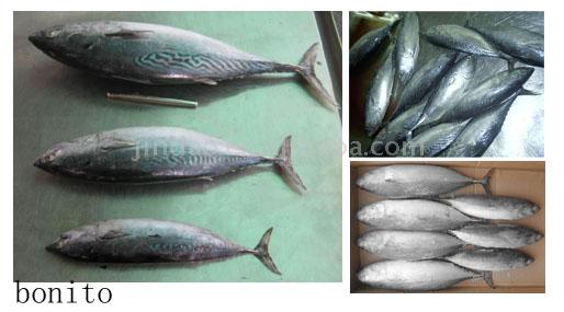  Bonito (Round Mackerel) (Bonito (Round скумбрия))