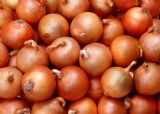  Onion (Oignon)