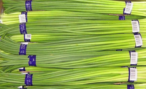  Fresh Preserved Garlic Sprout ( Fresh Preserved Garlic Sprout)