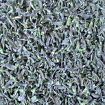 Trockenmilch Grüne Bohnen 20-30mm (Trockenmilch Grüne Bohnen 20-30mm)