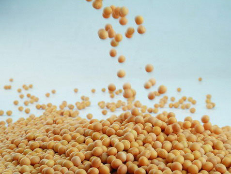  Soybean Extract