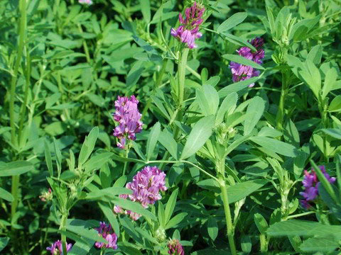 Alfalfa Ausschnitt (Alfalfa Ausschnitt)