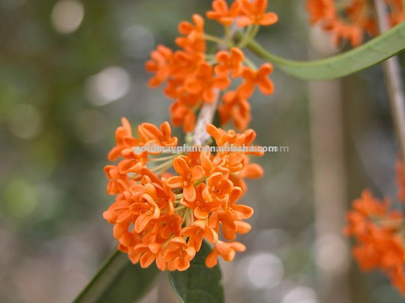  Osmanthus (Osmanthus)