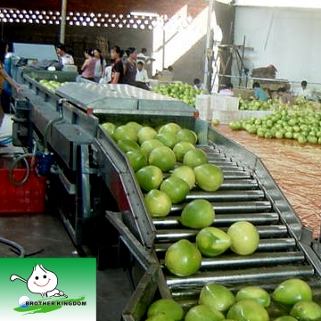  Pomelo (Помело)