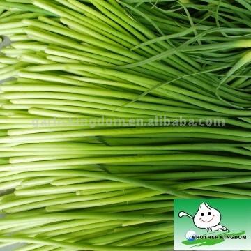  Garlic Sprout (Knoblauch Sprout)
