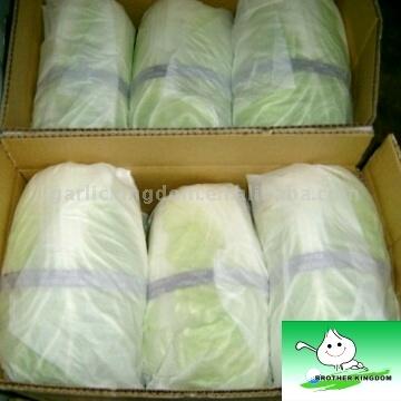  Chinese Cabbage
