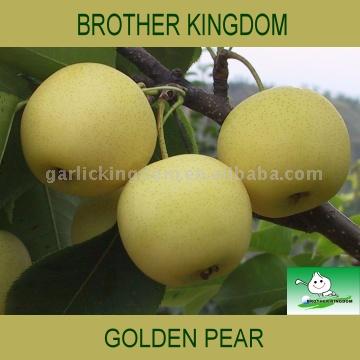  Golden Pear (Golden Pear)