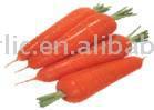  Fresh Carrot ( Fresh Carrot)