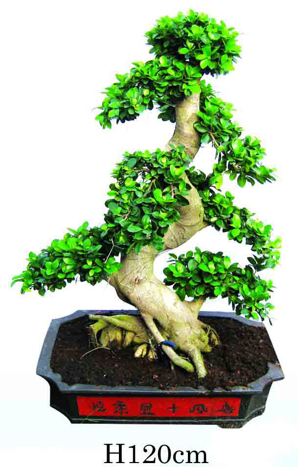  Ficus Microcarpa (Фикус Microcarpa)