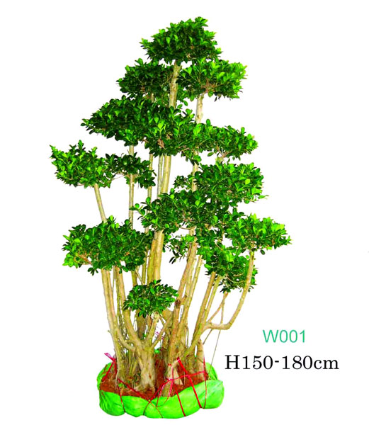  Ficus Microcarpa ( Ficus Microcarpa)