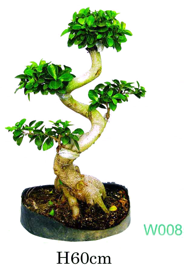  Ficus Microcarpa (Фикус Microcarpa)