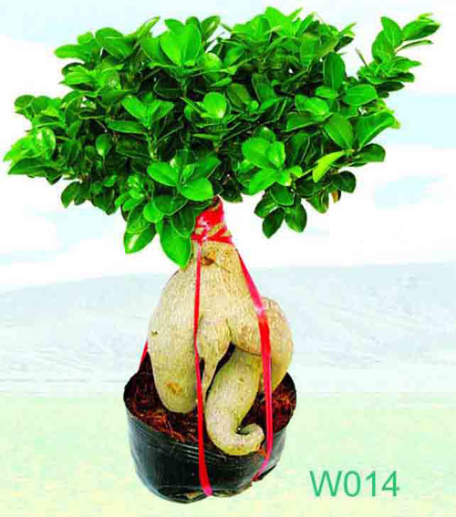  Ficus Microcarpa (Ficus microcarpa)