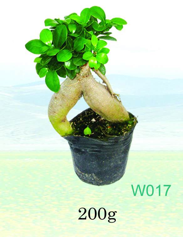  Ficus Microcarpa ( Ficus Microcarpa)