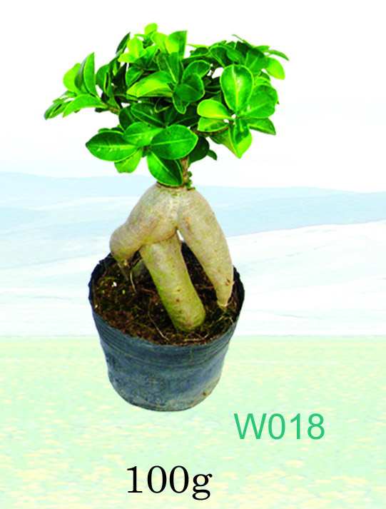  Ficus Microcarpa (Ficus microcarpa)