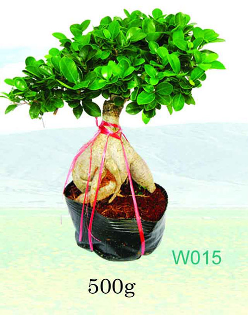  Ficus Microcarpa ( Ficus Microcarpa)