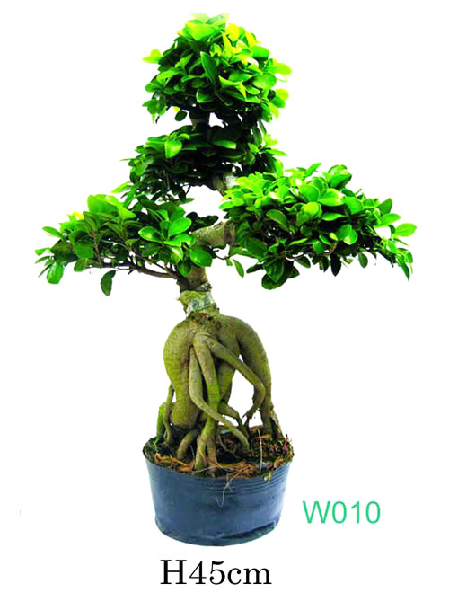  Ficus Microcarpa ( Ficus Microcarpa)