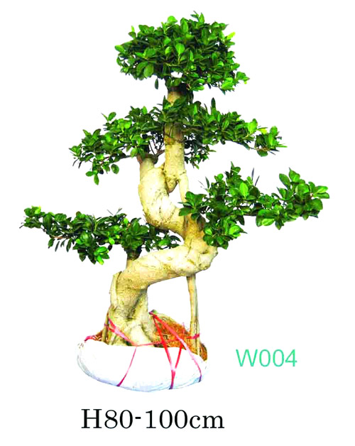  Ficus Microcarpa
