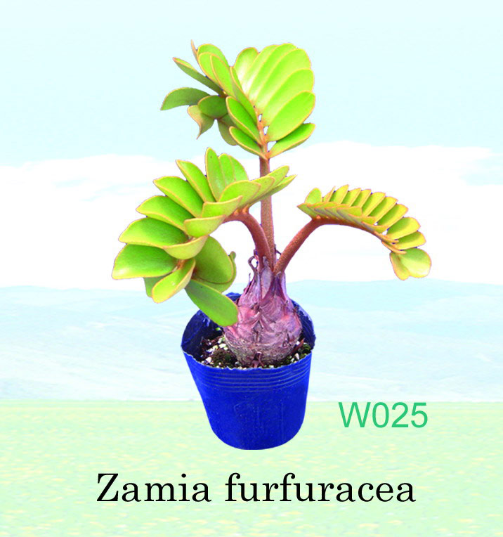  Zamia Furfuracea (Zamia Furfur ea)