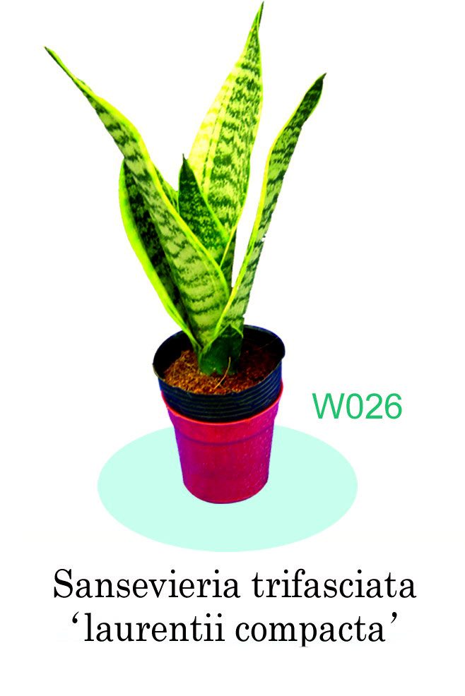  Plant (Plant)