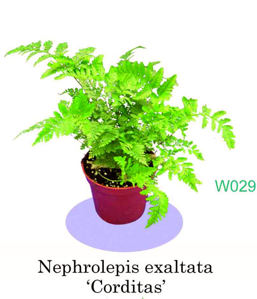  Nephrolepis Exaltata `Corditas` (Nephrolepis exaltata "Corditas")