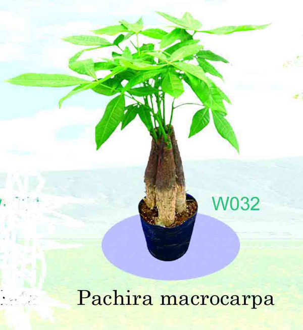  Pachira Macrocarpa (P hira крупноплодный)