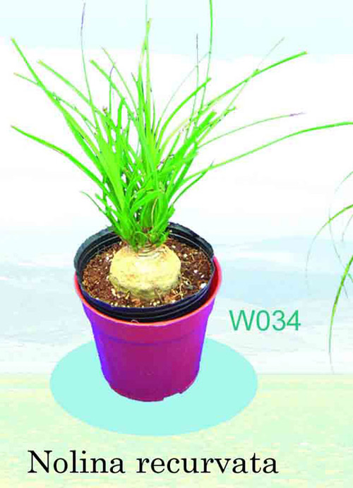  Nolina Recurvata ( Nolina Recurvata)