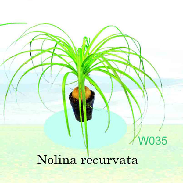  Nolina Rcurvata ( Nolina Rcurvata)