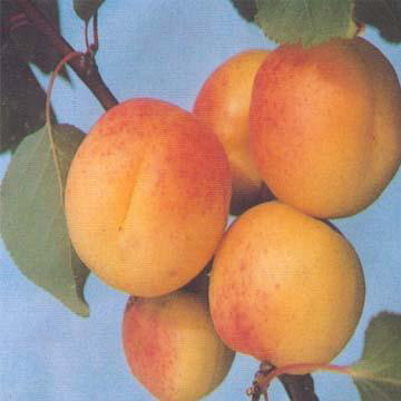  Apricot Puree (Pure d`abricot)