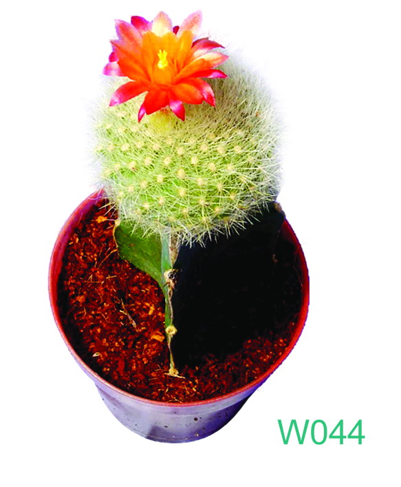  Notocactus Haselbergii (Notoc tus Haselbergii)